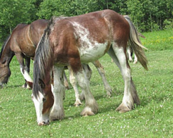 Pferd Donegal Flower Girl (Clydesdale, 2013, von Bighorn Shamus) Pferd Donegal Flower Girl (Clydesdale, 2013, von Bighorn Shamus)