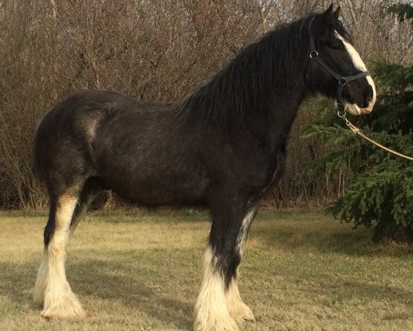 horse Donegal E.T. (Clydesdale, 2008, from Green Valley Bonnie Scott)