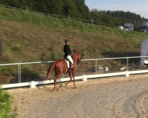 Reitturnier Bühren-Breckerfeld 2015