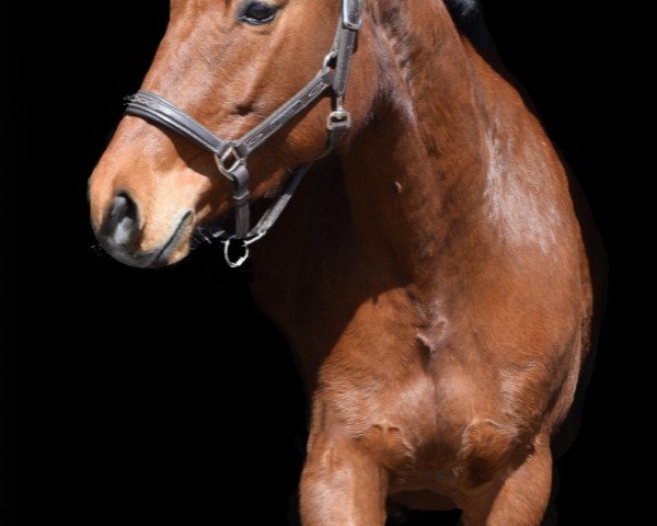 horse Cruso (German Sport Horse, 2013, from Cortoni)