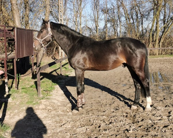 horse Laberlinus van de Eijkhof (KWPN (Royal Dutch Sporthorse), 2016, from Berlin)