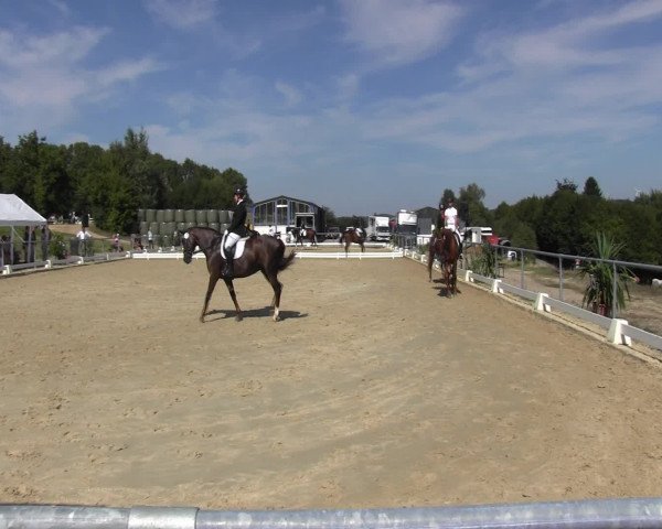 Reitturnier Bühren-Breckerfeld 2015