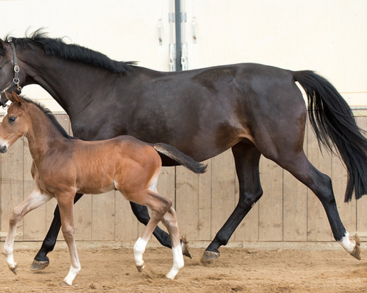 broodmare G.Amelusina R2 (KWPN (Royal Dutch Sporthorse), 2011, from Arthos R)