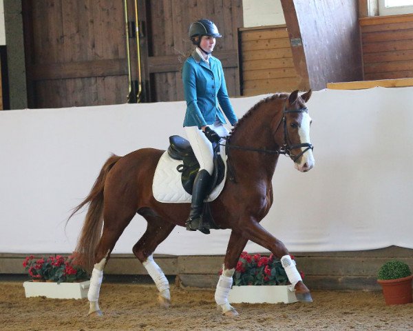 Pferd For Sun (Deutsches Reitpony, 2006, von For Kids Only)