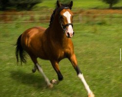 dressage horse Giotto 67 (German Riding Pony, 2013, from Golden Dream R)