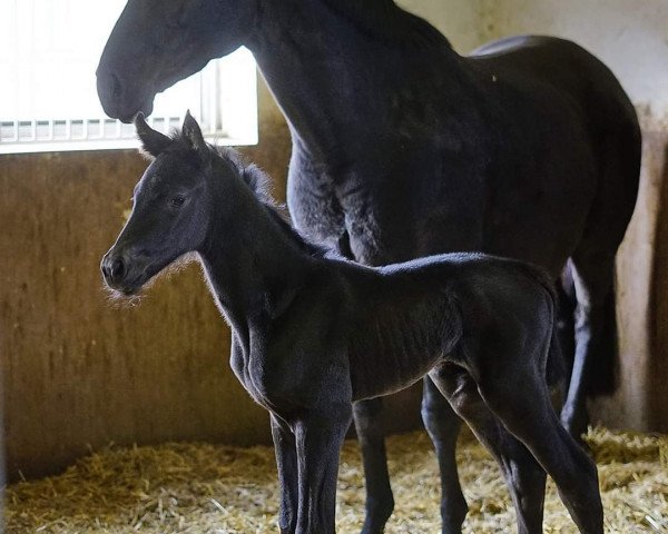 broodmare Myrana US (Holsteiner, 2020, from Colcannon)