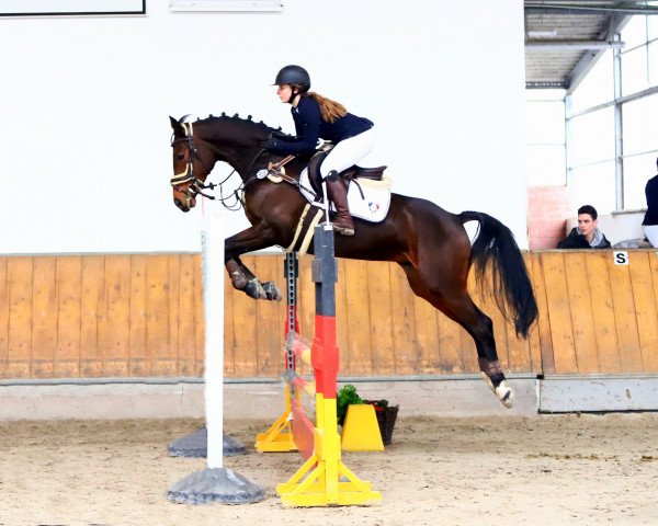 jumper C'est Emmi Delacour (Westphalian, 2014, from Diarado)