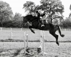 Springpferd Cardoso 29 (Oldenburger, 2008, von Contendro I)