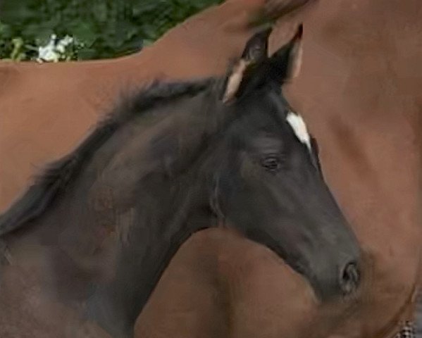 horse Loony's Hokuspokus (Westphalian, 2020, from Le Vivaldi)