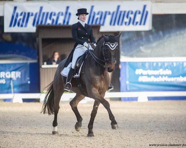 dressage horse Gonzo VA (Hanoverian, 2002, from Grosso Z)