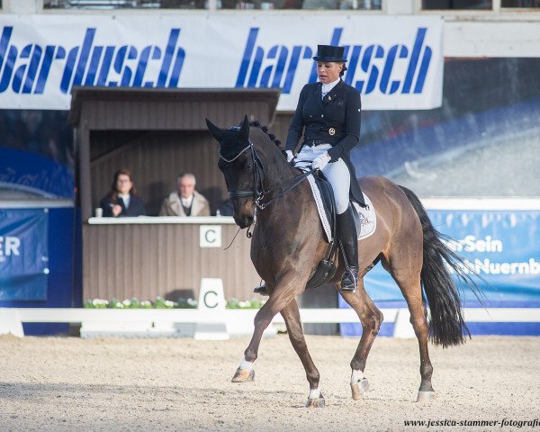 dressage horse Belfast (Hanoverian, 2009, from Benetton Dream FRH 1301)