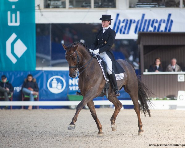 dressage horse Favory A.S. (KWPN (Royal Dutch Sporthorse), 2010, from Damon Hill)