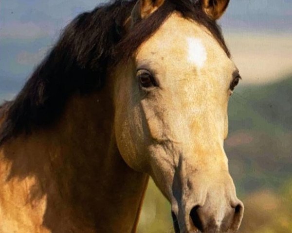 broodmare AMS Miami (German Riding Pony, 2011, from Amarillys Sensation D)