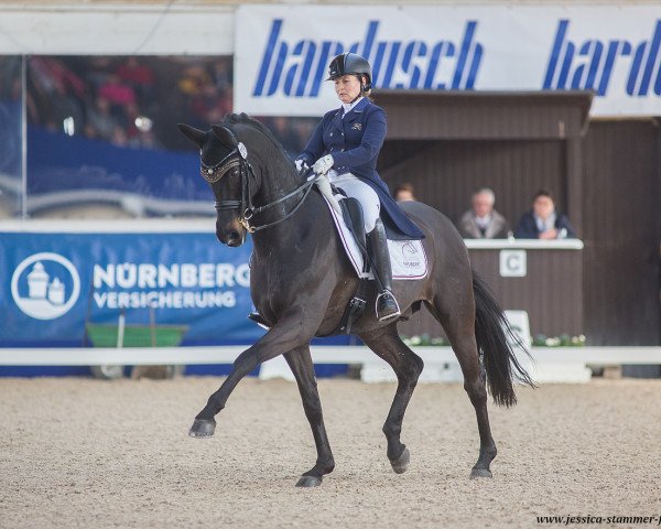 dressage horse Salazar 14 (Oldenburg, 2003, from Sandro Hit)