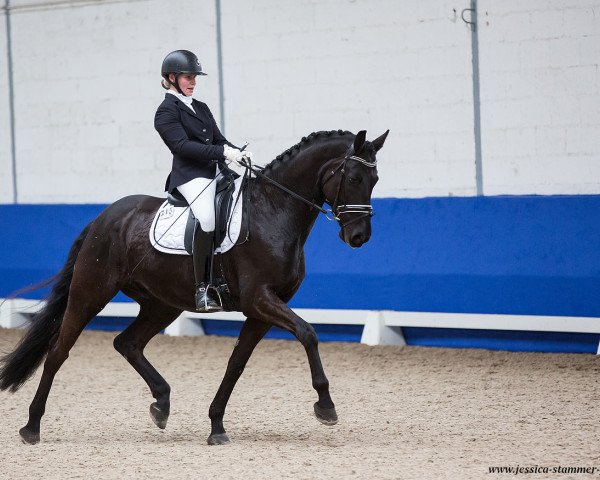 dressage horse Dior 174 (German Sport Horse, 2014, from Dante Weltino Old)