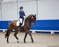 jumper Ludwik Sbk (Hanoverian, 2013, from Lissaro)