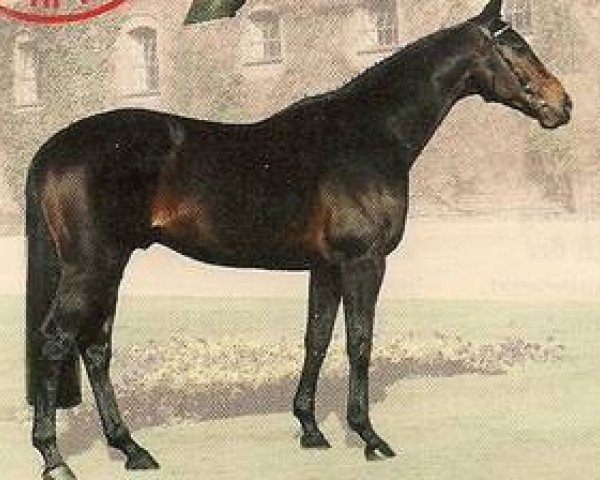 stallion Concepcion xx (Thoroughbred, 1990, from Acatenango xx)