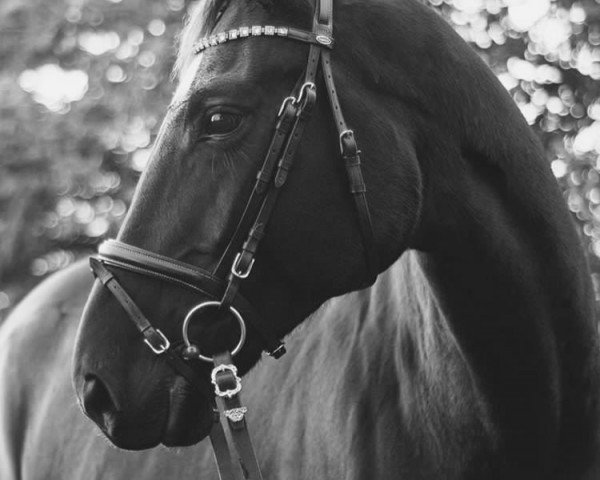 broodmare Skyline 105 (German Sport Horse, 2008, from Samtorio I)