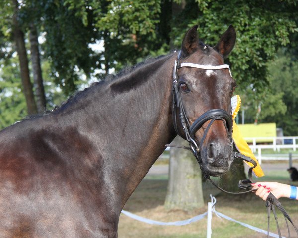 broodmare Moonlight-Lady (German Riding Pony, 1992, from Boss)