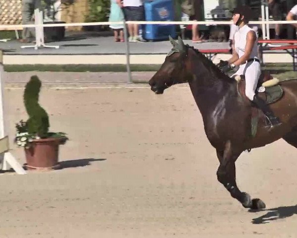 Reitturnier Waldachtal-Heiligenbronn 2015