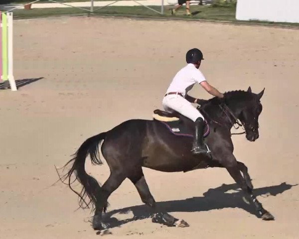 Reitturnier Waldachtal-Heiligenbronn 2015