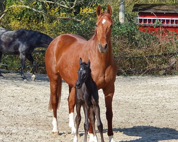 Pferd Fleige’s Zauberlehrling (Westfale, 2020, von Blue Hors Zackorado)