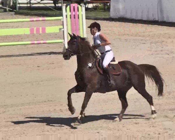 Reitturnier Waldachtal-Heiligenbronn 2015