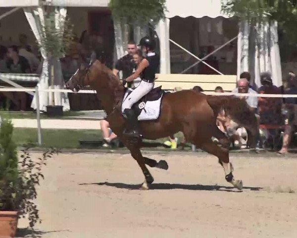 Reitturnier Waldachtal-Heiligenbronn 2015
