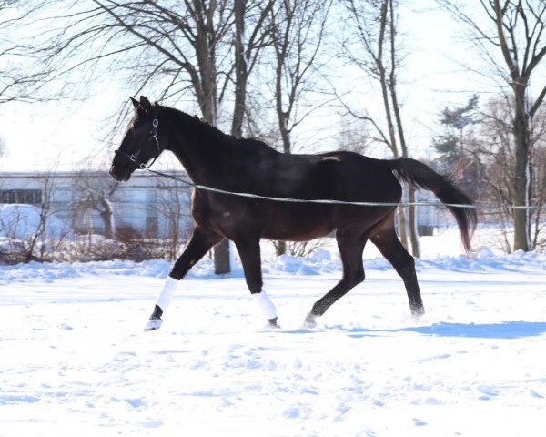 Pferd King Artos (Oldenburger, 2004, von King Arthur TSF)