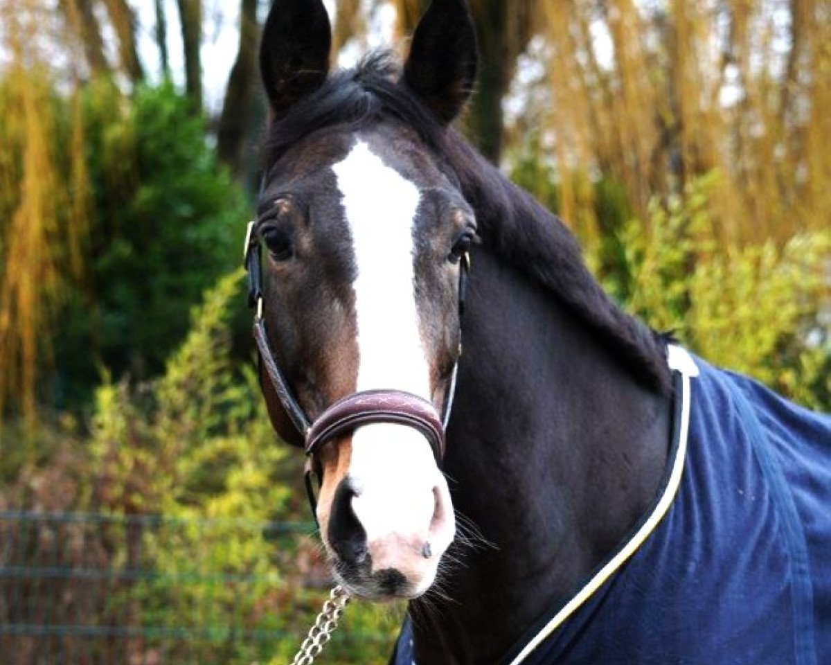 Springpferd Lou K (Hannoveraner, 2008, von Le Primeur)