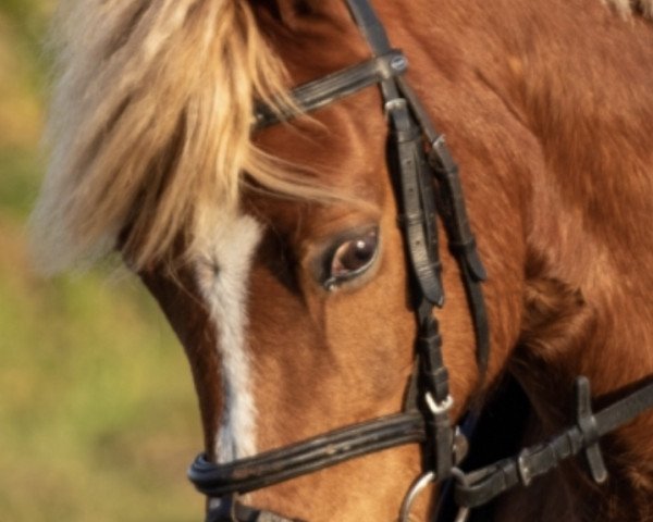 dressage horse Cincinnatti (Welsh-Pony (Section B), 2003, from Claus)