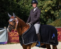 jumper Little Dancer 13 (German Riding Pony, 1999, from Golden Dancer)