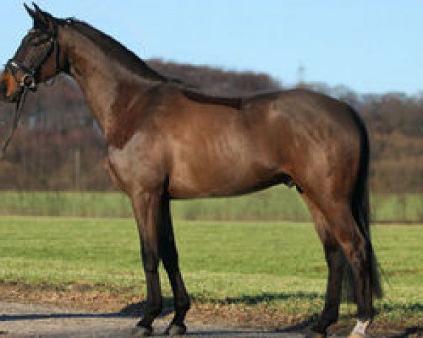 dressage horse Laurentius B (Oldenburg, 2006, from Laudabilis)