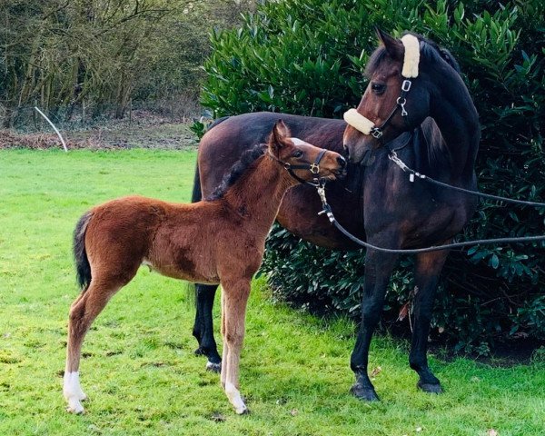 broodmare Lillet 19 (Oldenburg show jumper, 2020, from Light On OLD)