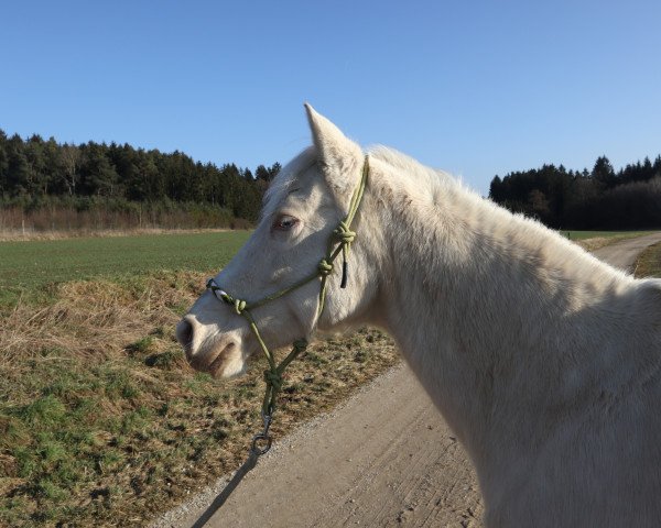 horse Tequila Sunrise 72 (Hispano, 1999)