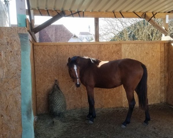 horse Sita (Oldenburg show jumper, 2018, from Continus Stern)