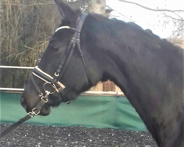 Pferd Sali (Deutsches Sportpferd, 2014, von Stendal)