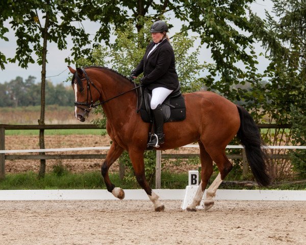 dressage horse Qiero CH (Freiberger, 2004, from Quinto)