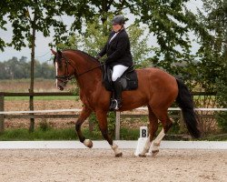 dressage horse Qiero CH (Freiberger, 2004, from Quinto)