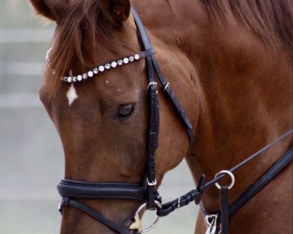 Springpferd Quasbo (Deutsches Sportpferd, 2013, von Quadroneur)