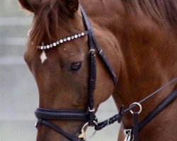 Springpferd Quasbo (Deutsches Sportpferd, 2013, von Quadroneur)