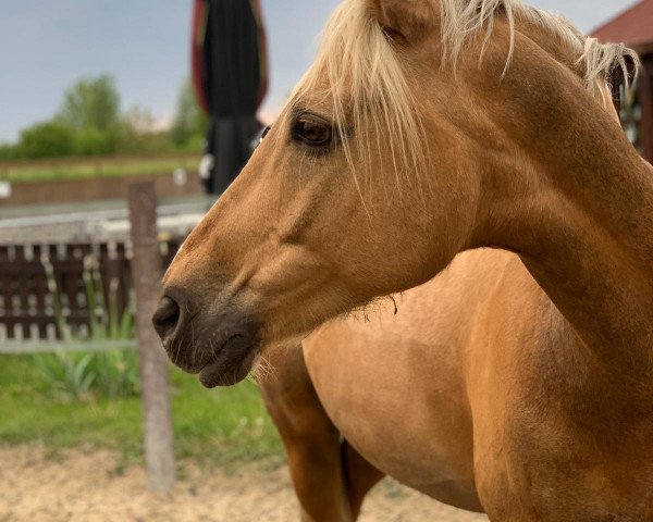 jumper New Limit (German Riding Pony, 2010, from No Limit 30)