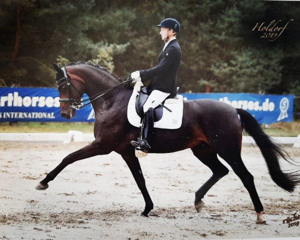 dressage horse Fürstenball's Collier (Hanoverian, 2011, from Fürstenball)