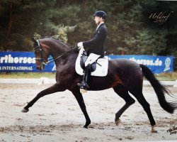 dressage horse Fürstenball's Collier (Hanoverian, 2011, from Fürstenball)