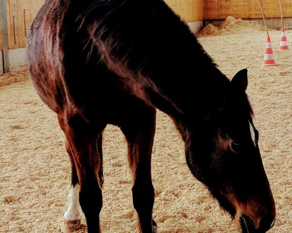 Springpferd Davidoff et Ina (Deutsches Reitpony, 2000, von Lady's Wise Guy)