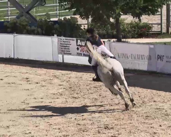 Reitturnier Waldachtal-Heiligenbronn 2015