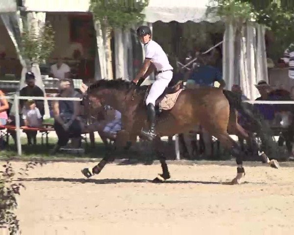 Reitturnier Waldachtal-Heiligenbronn 2015