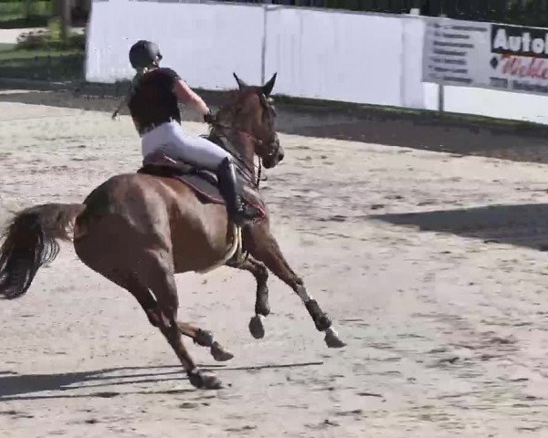Reitturnier Waldachtal-Heiligenbronn 2015