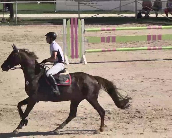 Reitturnier Waldachtal-Heiligenbronn 2015