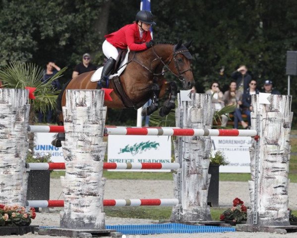 broodmare Ma Petite 29 (Westphalian, 2007, from Montendro)
